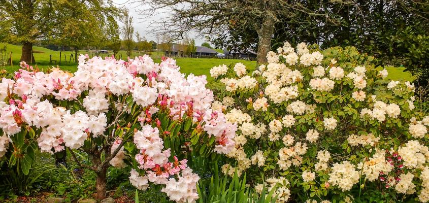 Rhododendrons in flower at Cairnhill Garden in Taranaki