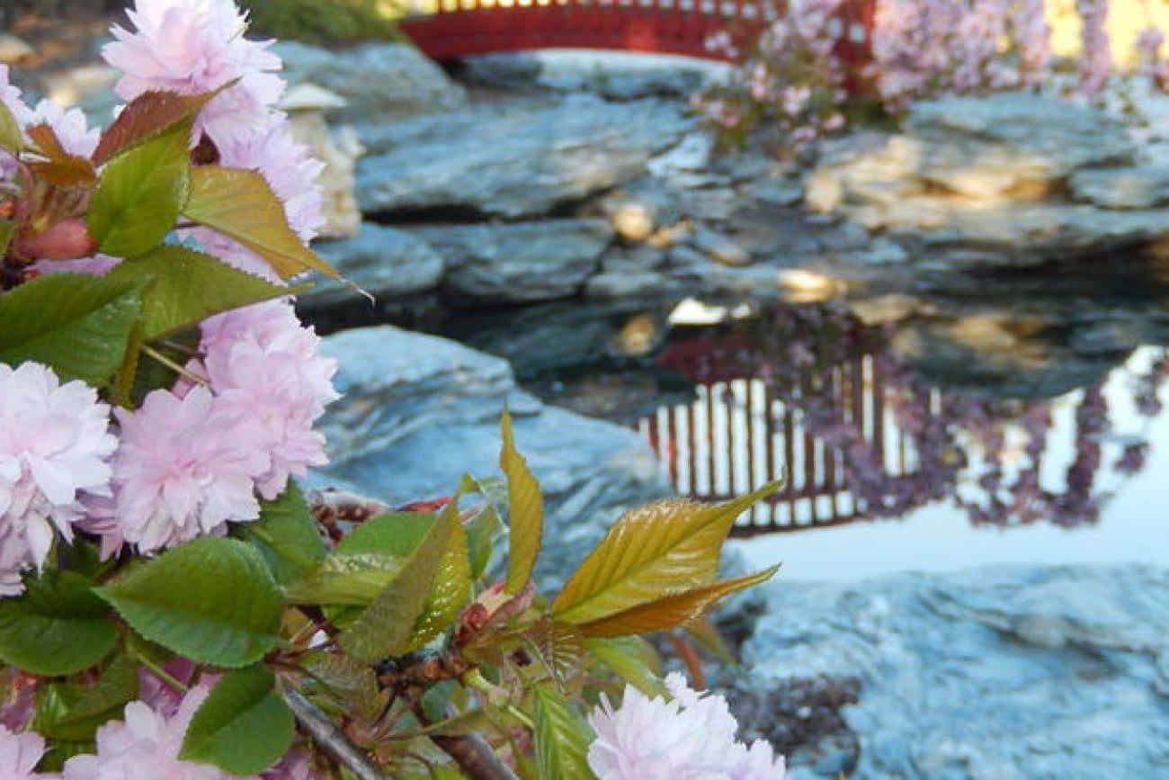 Spring flowers at Chantecler Garden in Queenstown