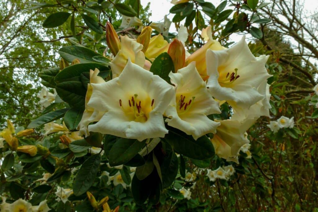 Lillies at Cross Hills Gardens in Manawatu