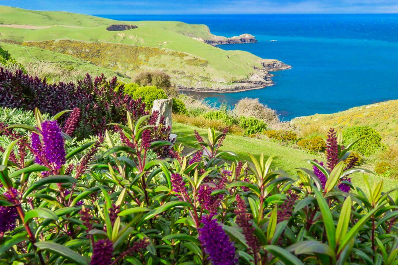 Coastal Views at Fishermans Bay, Banks Peninsula