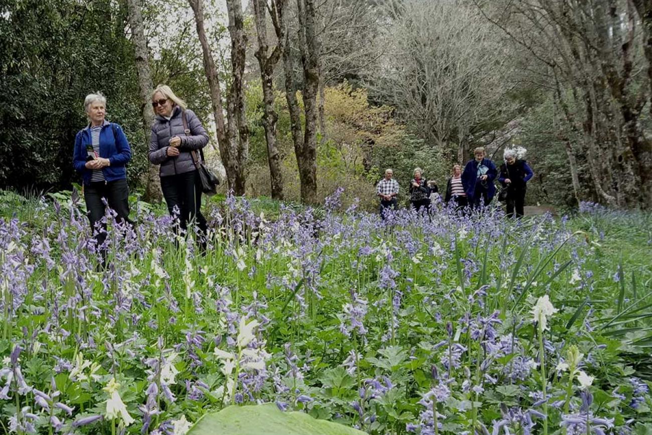 Bluebells in flower in spring at Gwavas garden