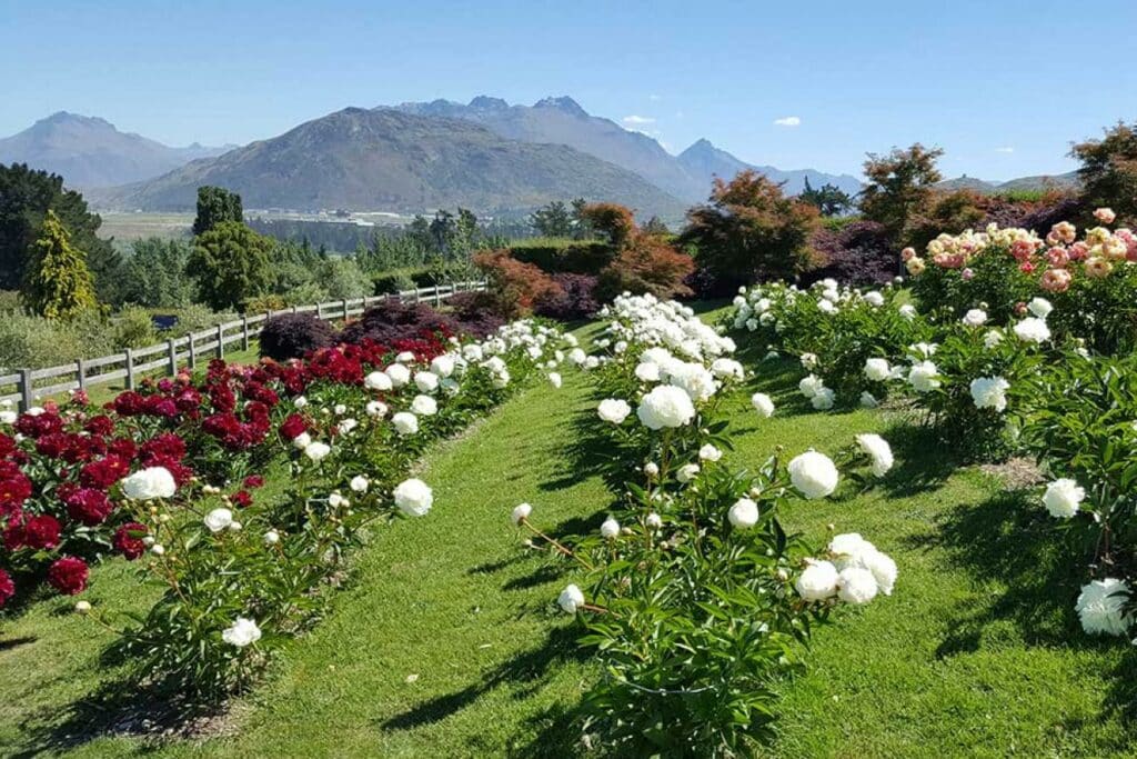 Peonies in flower in the Wakatipu Basin, Chantecler Garden