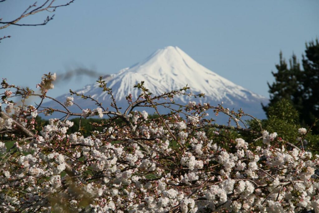 Spring blossoms at Puketarata in Hawera