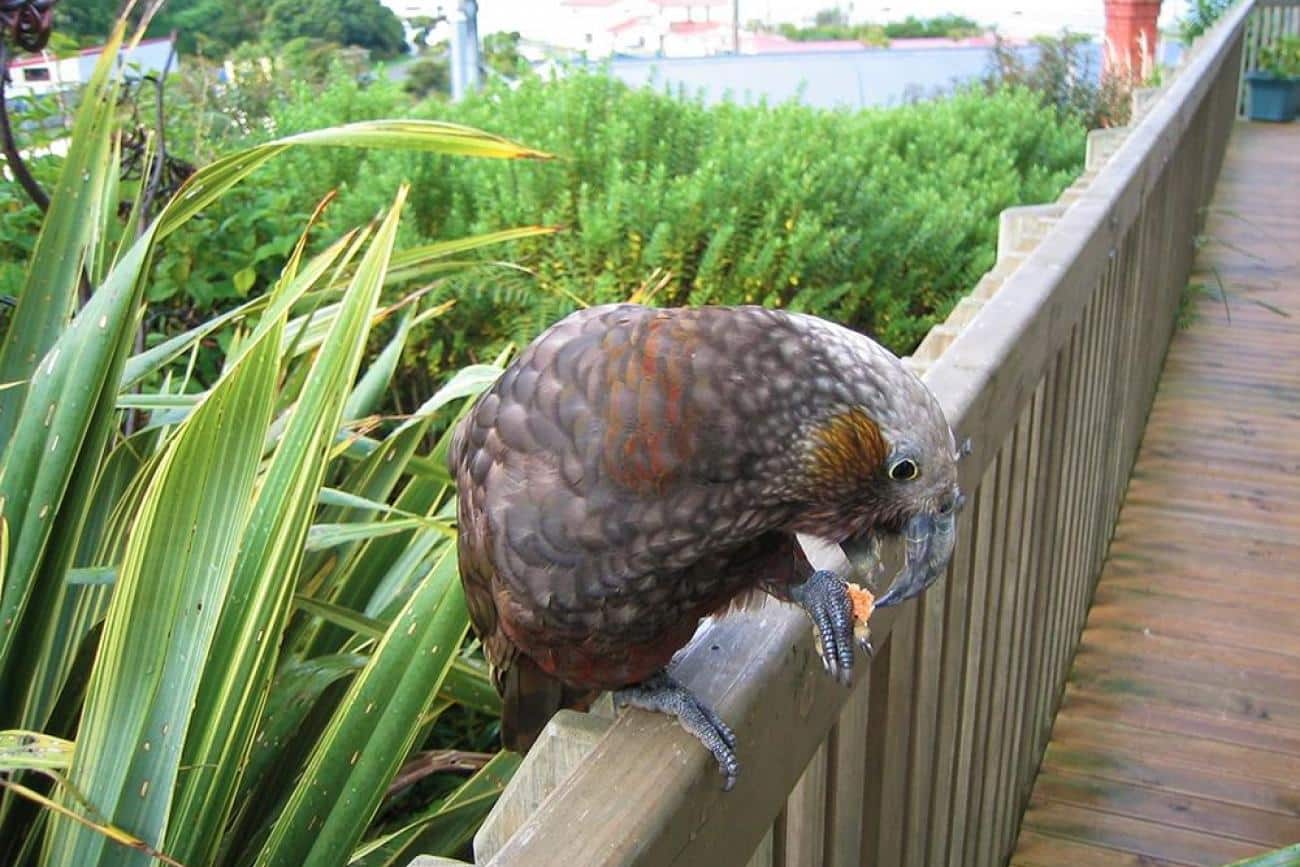 Kaka on the balcony, Stewart Island