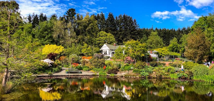 Reflections on the pond at Rangiatea garden in Canterbury